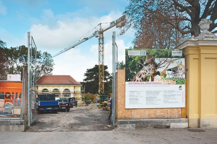 Beengende Verhältnisse beim Umbau des Giraffengeheges im historischen Tiergarten Schönbrunn.