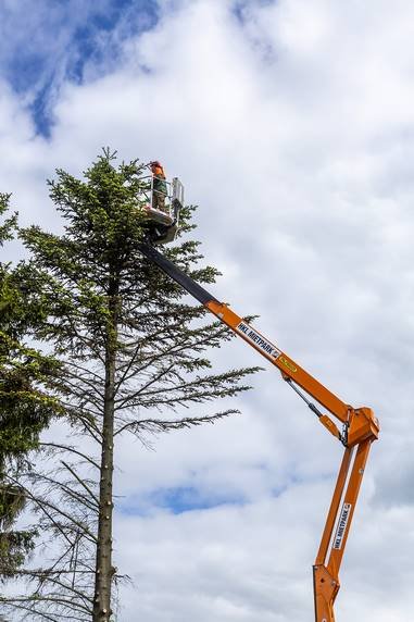 Unerwartete Baumbewohner: In 17 Metern Höhe werden drei Jungeulen entdeckt, die Arbeiten verzögern sich.   